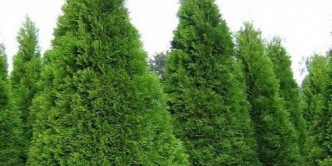 Thuja piramidalna: fotografija, sorte, opis